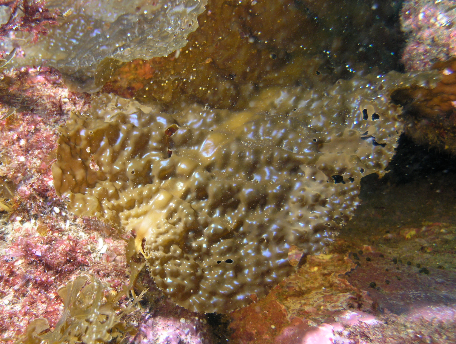 <p>Fringed Sieve Kelp</p>