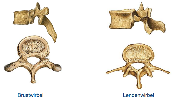<ol><li><p><span style="color: blue;">Brustwirbel</span></p></li></ol><ul><li><p><span style="color: blue;">filigranere Wirbelkörper</span></p></li><li><p><span style="color: blue;">Dornfortsatz fällt steiler ab</span></p></li></ul><ol start="2"><li><p><span style="color: green;">Lendenwirbel</span></p></li></ol><ul><li><p><span style="color: green;">massiverer Wirbelkörper</span></p></li><li><p><span style="color: green;">Dornfortsatz ist massiver und breiter</span></p></li></ul><p></p><p>andere Stellungen Gelenkflächen</p><p></p>