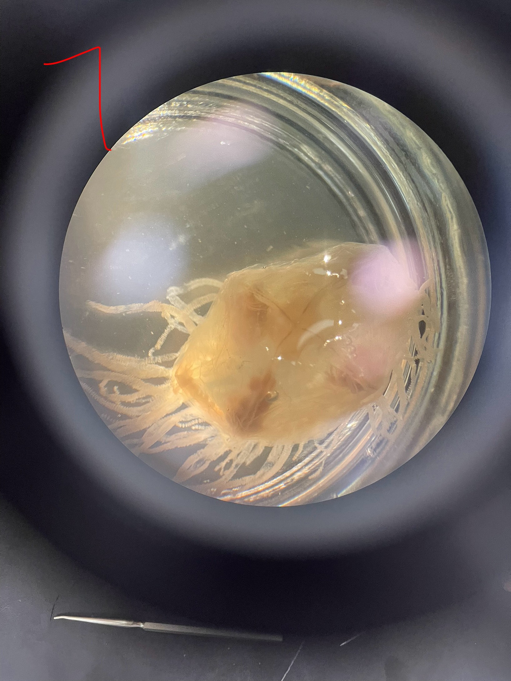 <p>On an adult hydrozoan label the mouth, gonads, tentacles and velum and 4 radial canals</p>