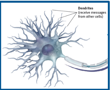 <p>bushy, branching extensions that receive and integrate messages, conducting impulses toward the cell body</p>