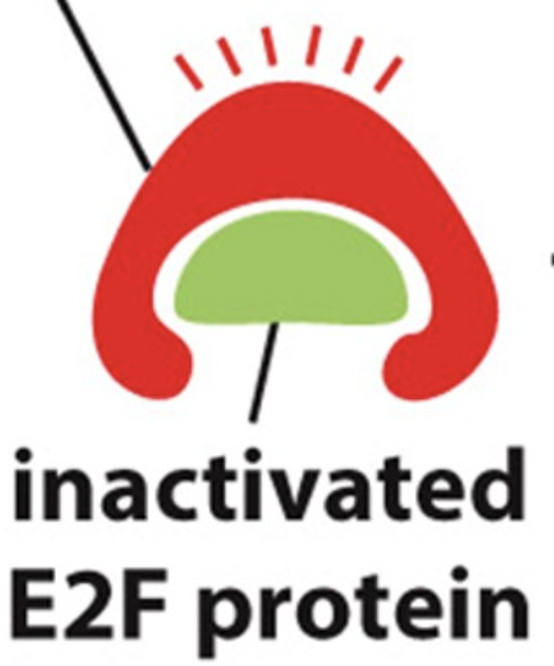 What is happening in the cell that contains the protein complex shown below?