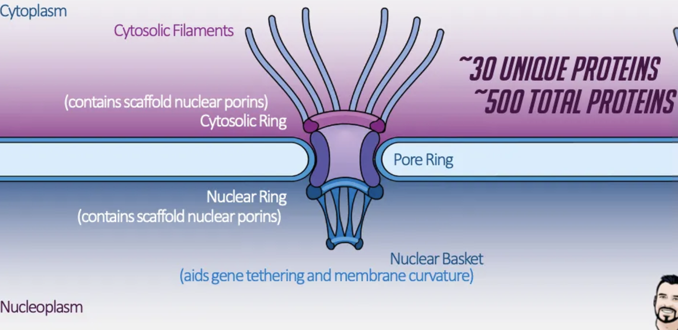 <p>cytosolic filaments, cytosolic ring, pore ring, nuclear ring, nuclear basket </p>