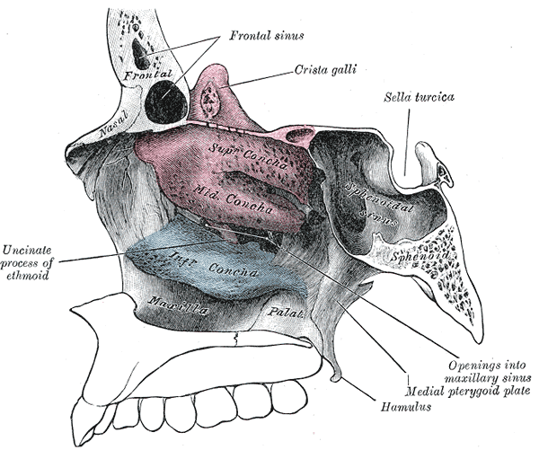 <p>Concha nasalis superior et media.</p>