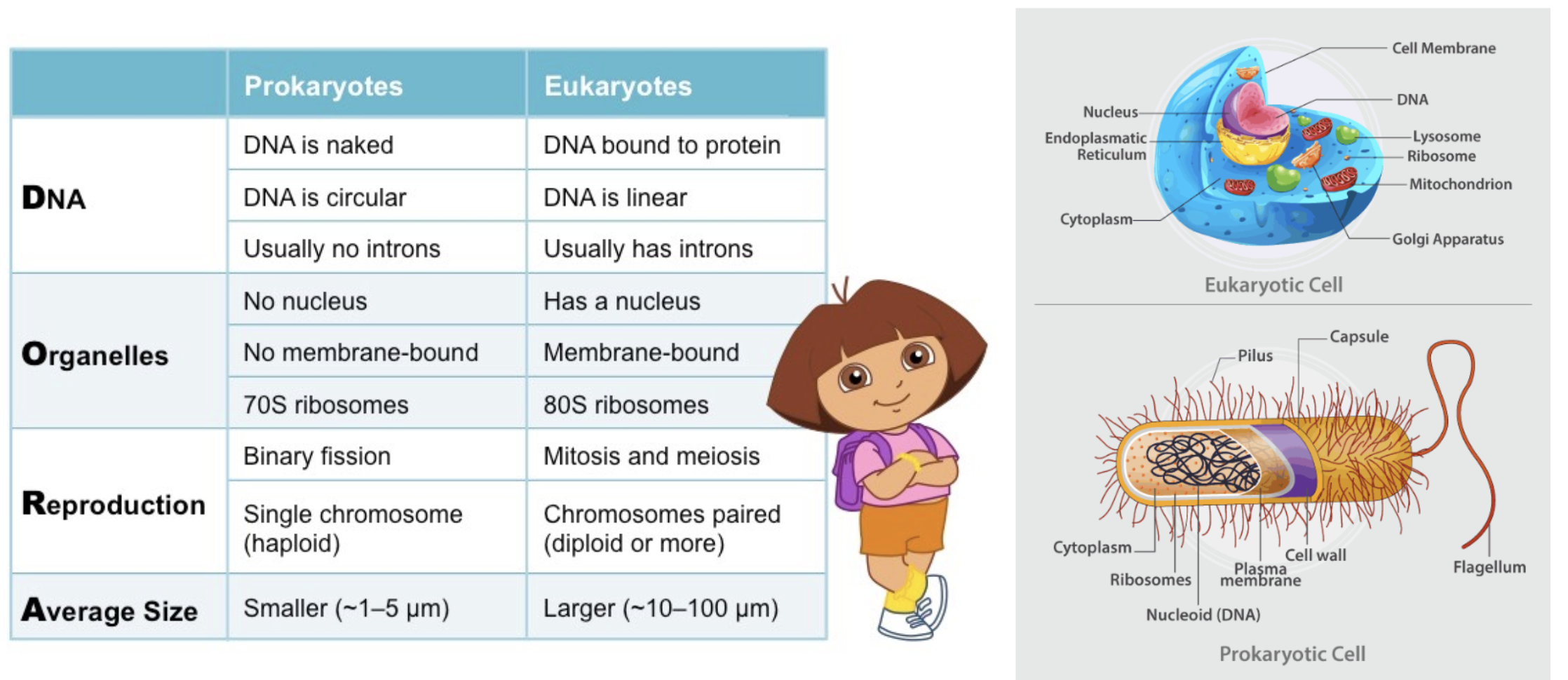 <p>Differences between prokaryotic and eukaryotic cells</p>