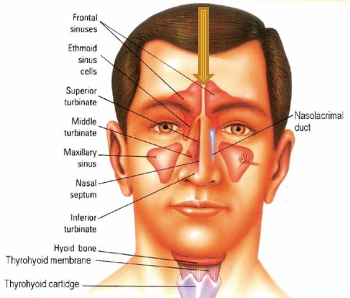 <p>innervation: supraorbital nerves of CN V1 (trigeminal opthalmic division)</p>