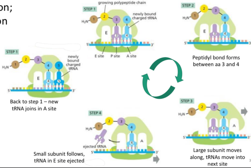 <ol><li><p>A new tRNA joins the A site, peptidyl bonds keep forming</p></li><li><p>Peptidyl bond forms between AA 3 and 4</p></li><li><p>Large subunit moves along, so 3 is in E site and 4 is in P site</p></li><li><p>Small subunit follows, tRNA in E site is ejected</p></li></ol><p></p>