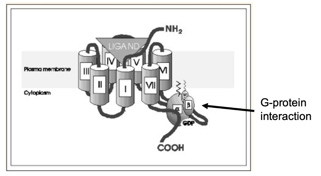 <ul><li><p>7 transmembrane alpha helices</p></li><li><p>4 extracellular loops (E1–E4) form the signal-binding domain</p></li><li><p>4 cytoplasmic loops (C1–C4) interact with trimeric G protein</p></li><li><p>Examples: stress receptors, rhodopsins (vision), odorant receptors, hormone/neurotransmitter receptors, plant growth hormone receptors, yeast glucose sensor</p></li><li><p>~800 GPCR genes in humans (~4% of protein-coding genome)</p></li><li><p>Many diseases linked to GPCR dysfunction</p></li></ul><p></p>
