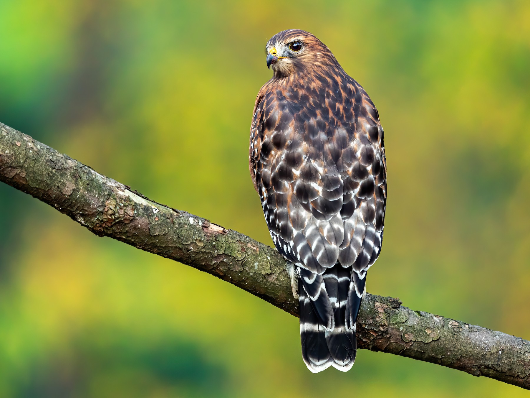 <p>Red-shouldered Hawk</p>