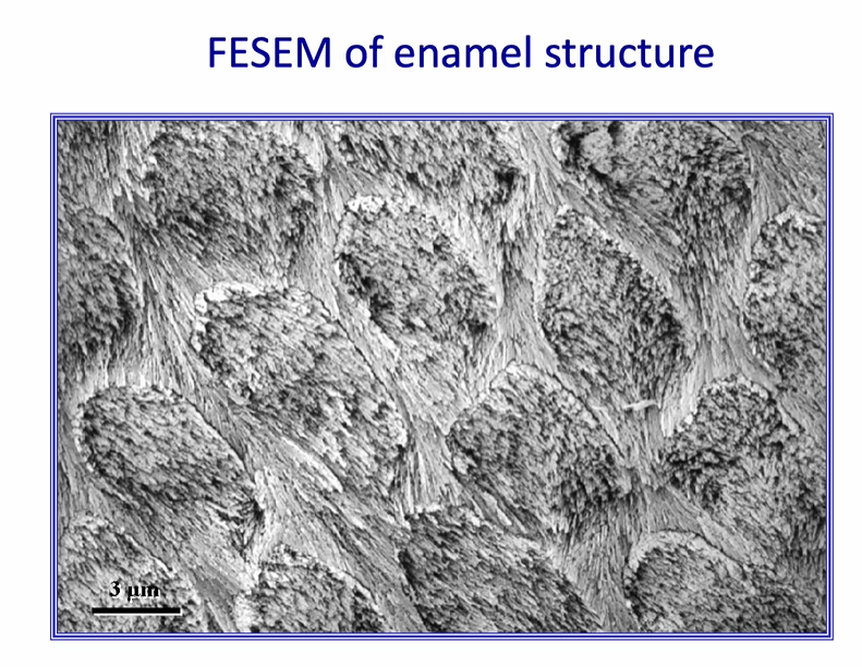 <ul><li><p>etching the surface of enamel</p></li><li><p>high resolution image of etched enamel prisms </p></li></ul><p></p>