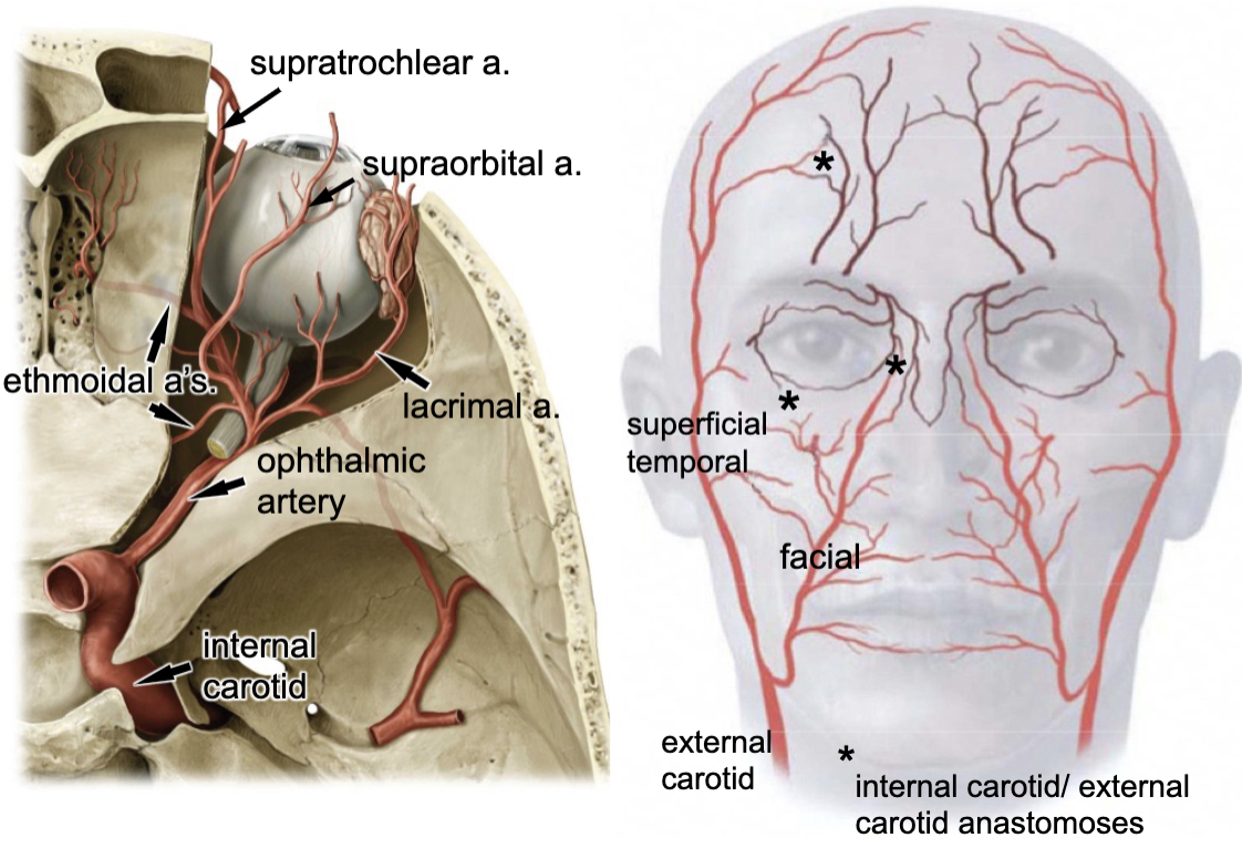 <p>internal carotid a.</p>