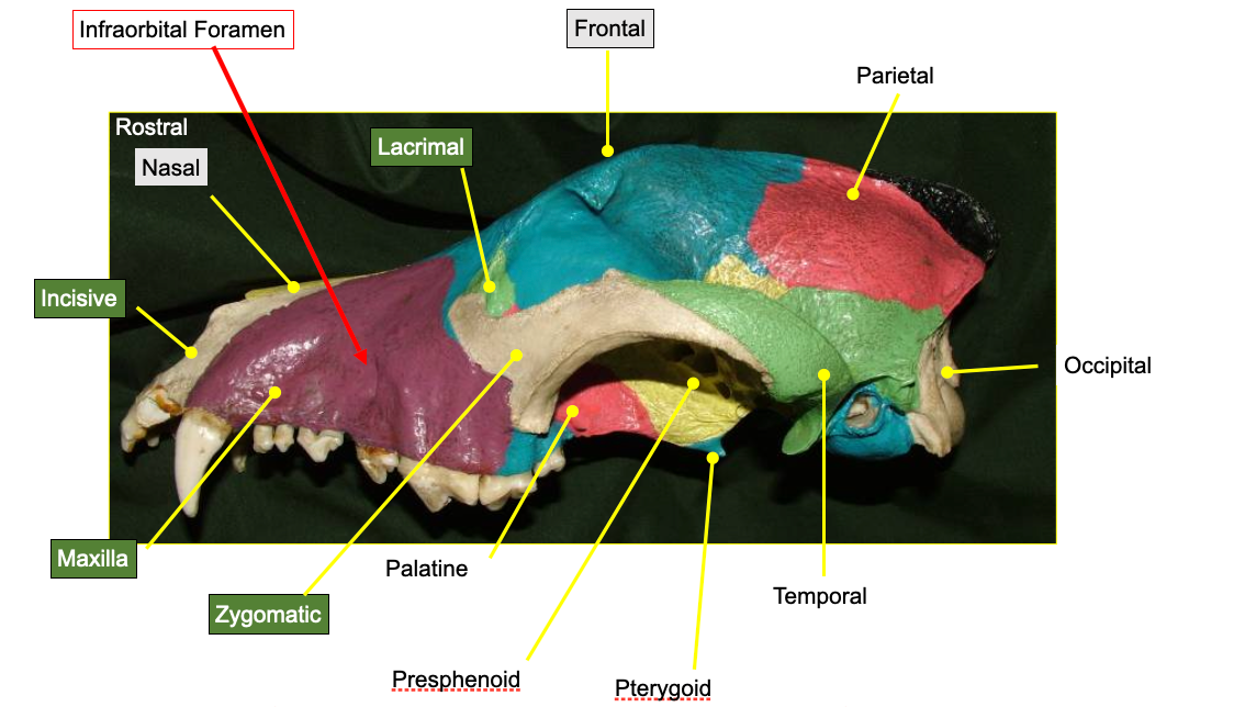 <p>1) Maxilla</p><p>2) Lacrimal </p><p>3) Incisive </p><p>4) Zygomatic arch</p>