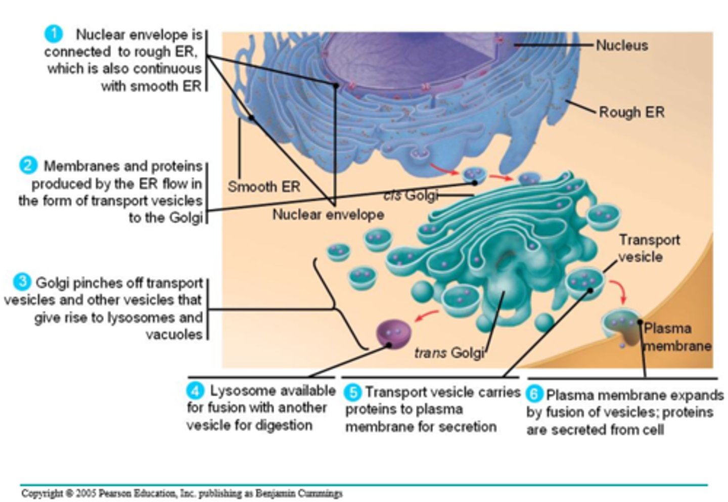 <p>1. nuclear envelope connected to rough ER, which is continuous with smooth ER</p><p>2. membranes + proteins produced by ER flow in transport vesicles to golgi</p><p>3. golgi pinches off transport vesicles + vesicles that become lysosomes/vacuoles</p><p>4. lysosome available for fusion w/another vesicle for digestion</p><p>5. transport vesicle carries proteins to plasma mem for secretion</p><p>6. plasma mem expands by vesicle fusion + proteins r secreted</p>