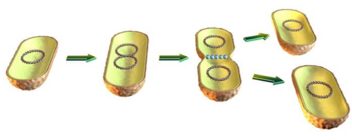 <ul><li><p>Binary fission (as fast as every 1–3 hours!!)</p></li><li><p>There are three key features of rapid prokaryote reproduction:</p><ul><li><p>They are small</p></li><li><p>They reproduce by binary fission</p></li><li><p>They have short generation times</p></li></ul></li></ul>