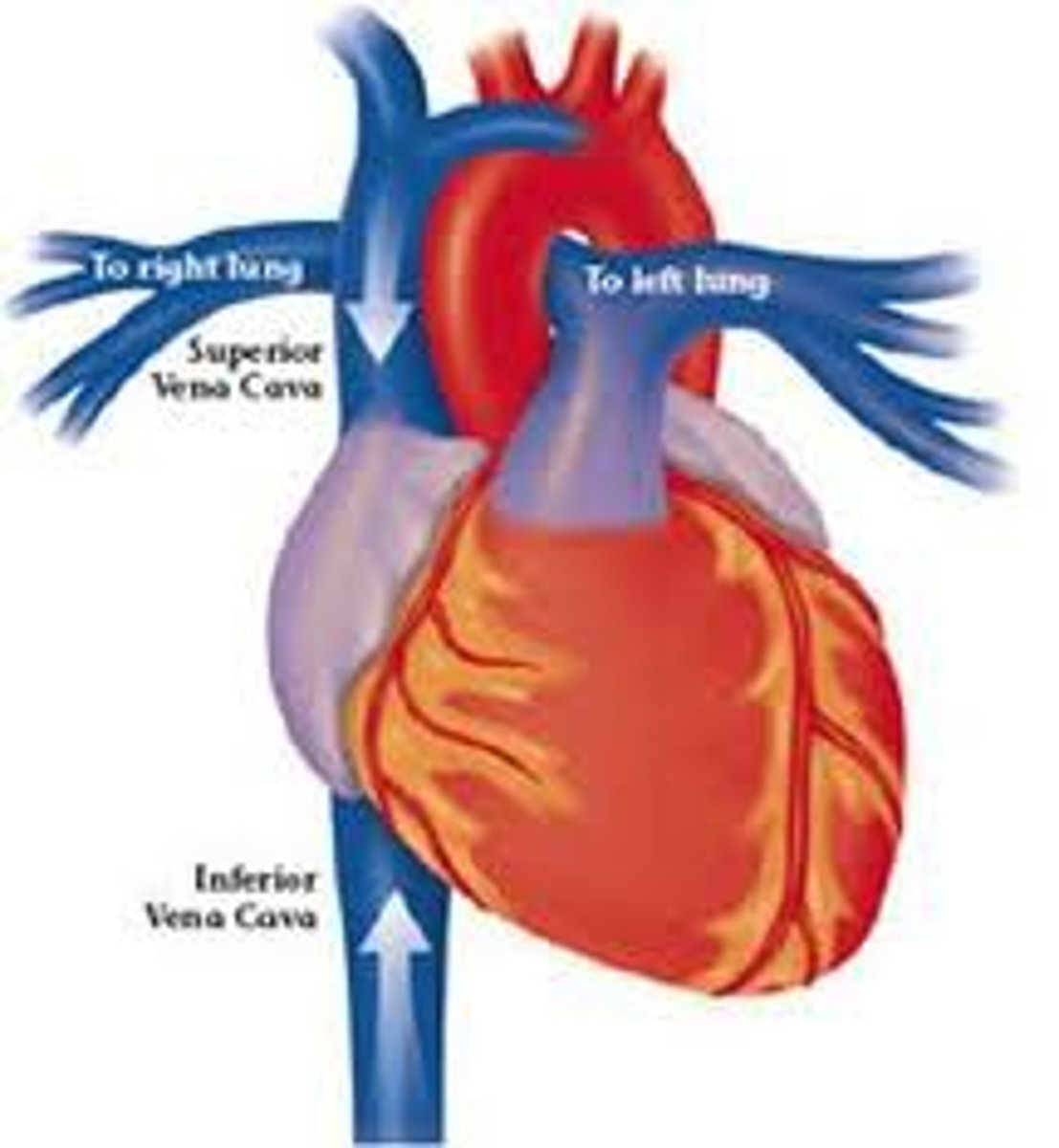 <p>Where blood low in oxygen enters the heart.</p>
