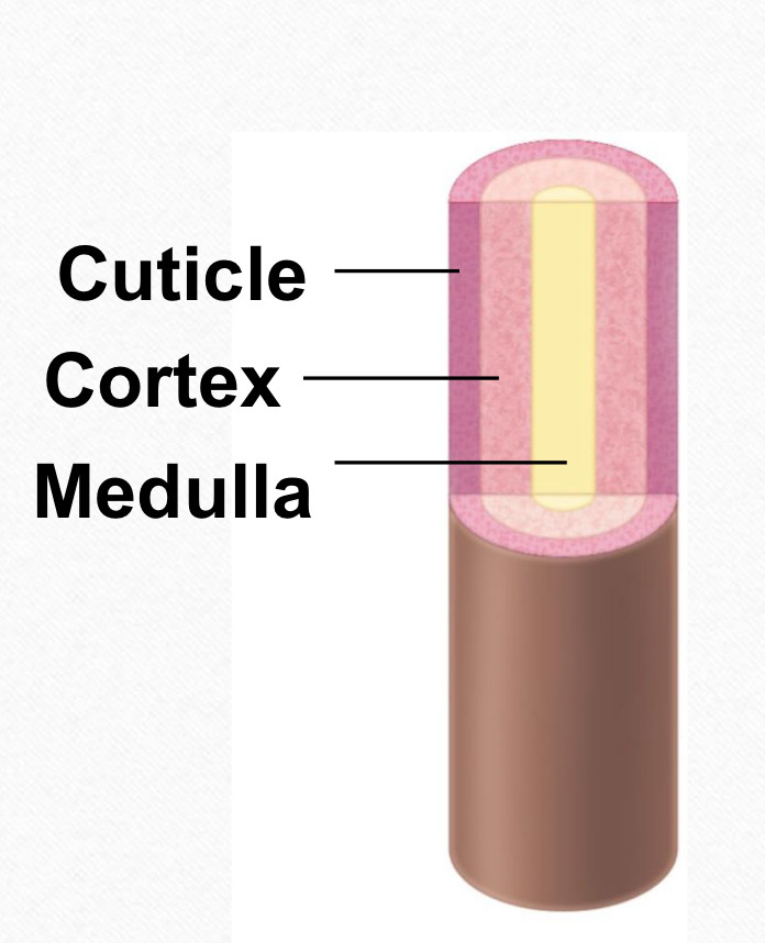 <p>it’s the part of your hair that extends past the surface of the skin </p><ul><li><p>central: mendulla </p></li><li><p>cortex surrounds medulla </p></li><li><p>cuticle on the outside of the cortex .</p></li></ul><p></p>