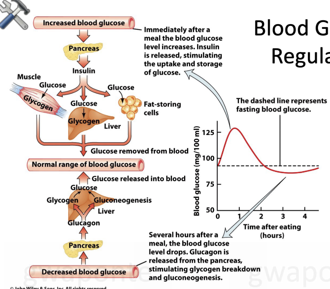 <ul><li><p>insulin: decrease in blood glucose </p></li><li><p>glucagon: increase blood glucose </p></li></ul><p></p>