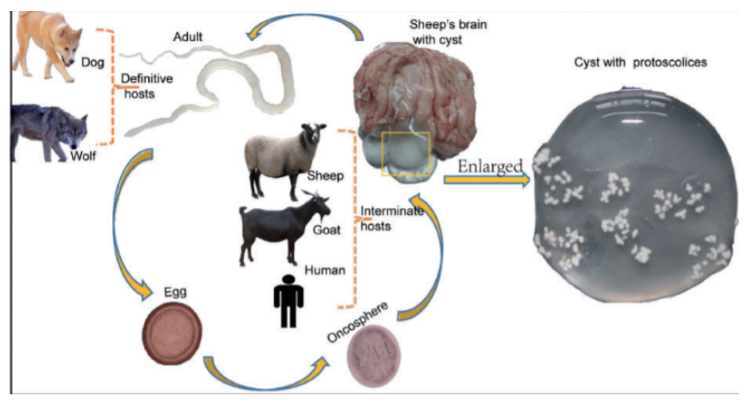 <p>Life cycle of? What is the metacestode?</p>