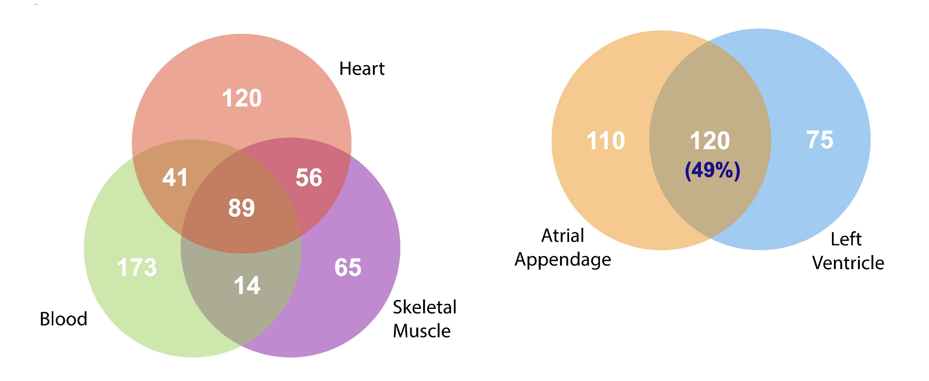 <ol><li><p><span style="background-color: transparent;"><span>Only 13% of heteroplasmic varients were shared between all tissues </span></span></p></li><li><p><span style="background-color: transparent;"><span>50% were shared in the left ventricle and atrial appendage </span></span></p></li><li><p><span style="background-color: transparent;"><span>As you age there are more variants in the atrial appendage, left ventricle but less in the blood </span></span></p></li></ol><p></p>