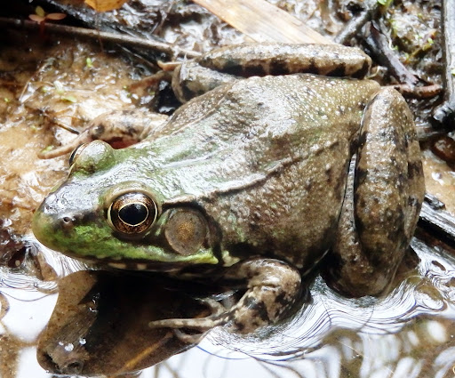 <p><span style="font-family: &quot;Times New Roman&quot;, serif">Has dorsolateral skin folds unlike the bullfrog that it is often compared to.</span></p>