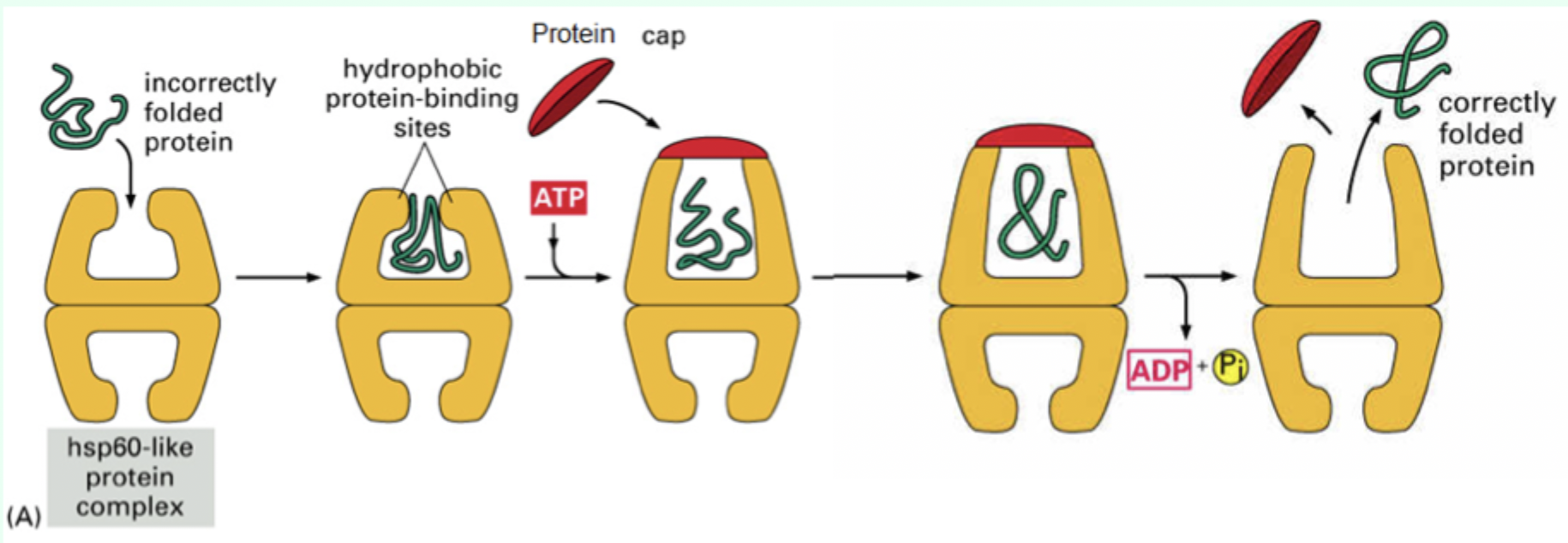 <p>A mixed <strong>hydrophobic/hydrophilic</strong> environment.</p>