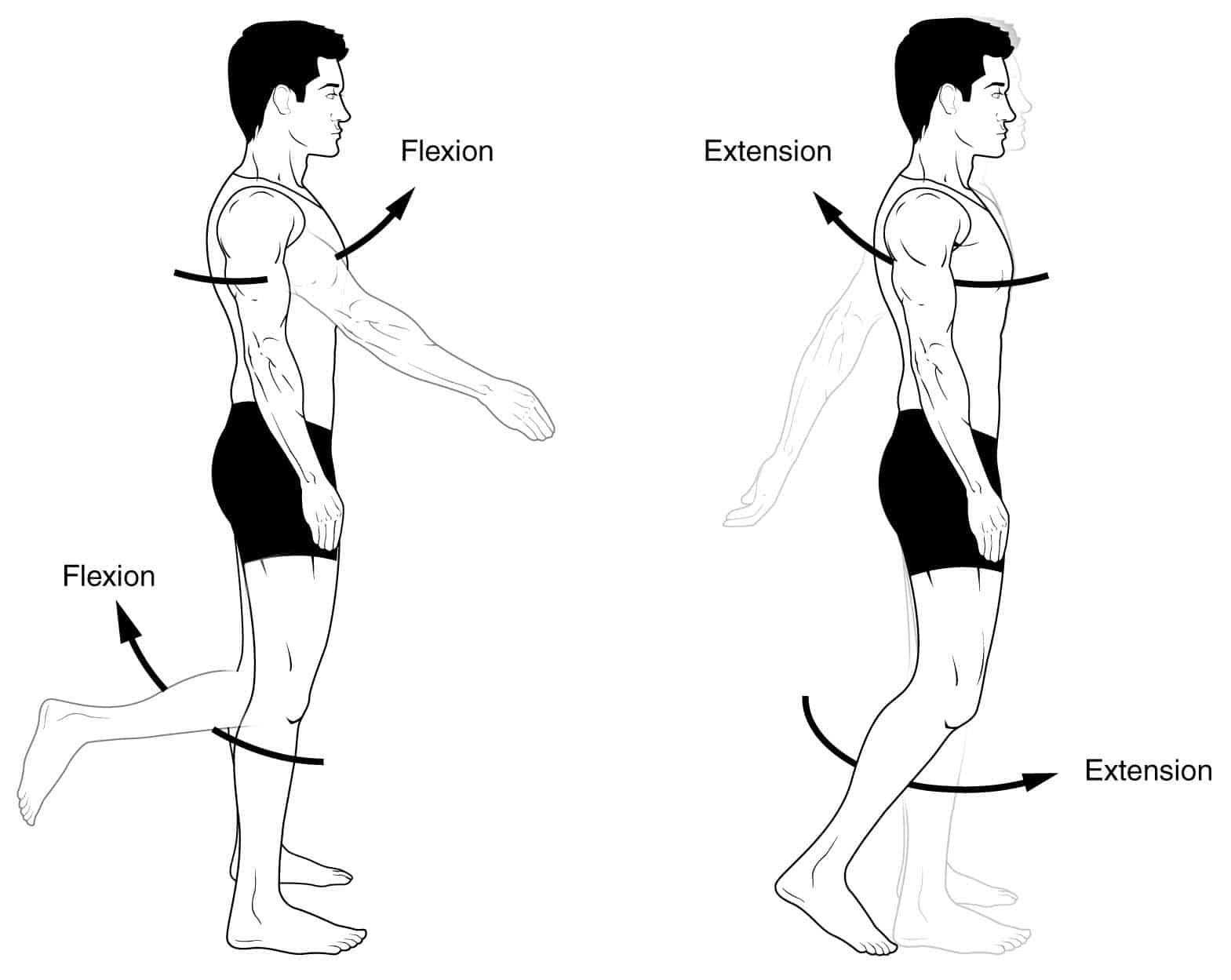 <p>Two end portions of an extremity move further apart</p><ul><li><p>Plantar Flexion</p><ul><li><p>A type of extension movement where the toes point downward</p></li></ul></li></ul>