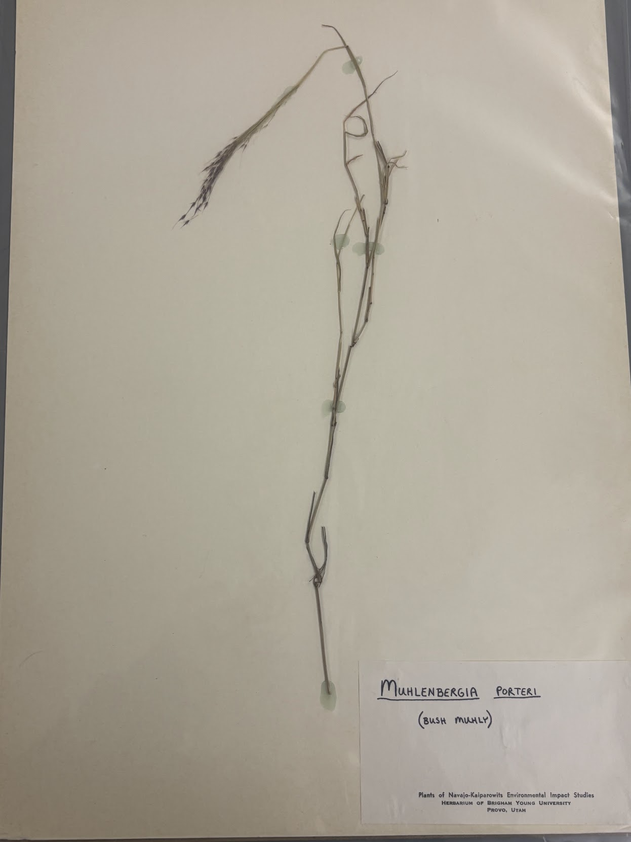 <p>Eragrosteae - Muhlenbergia porteri - bush muhly </p>