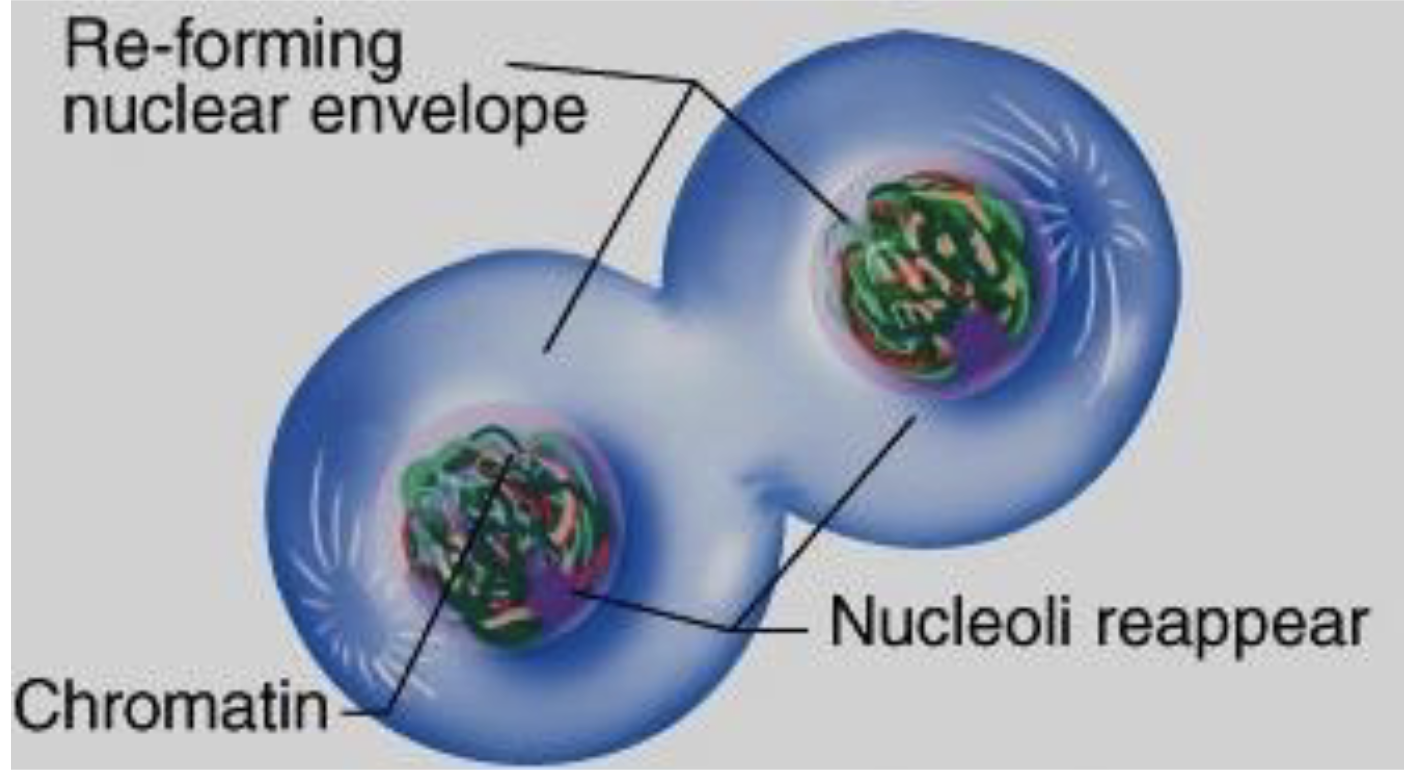 <p>which phase in mitosis?</p>