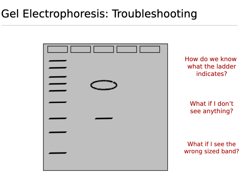 <p>Gel Electrophoresis Troubleshooting; </p><ul><li><p>What if you see the wrong sized band?</p></li></ul><p></p>