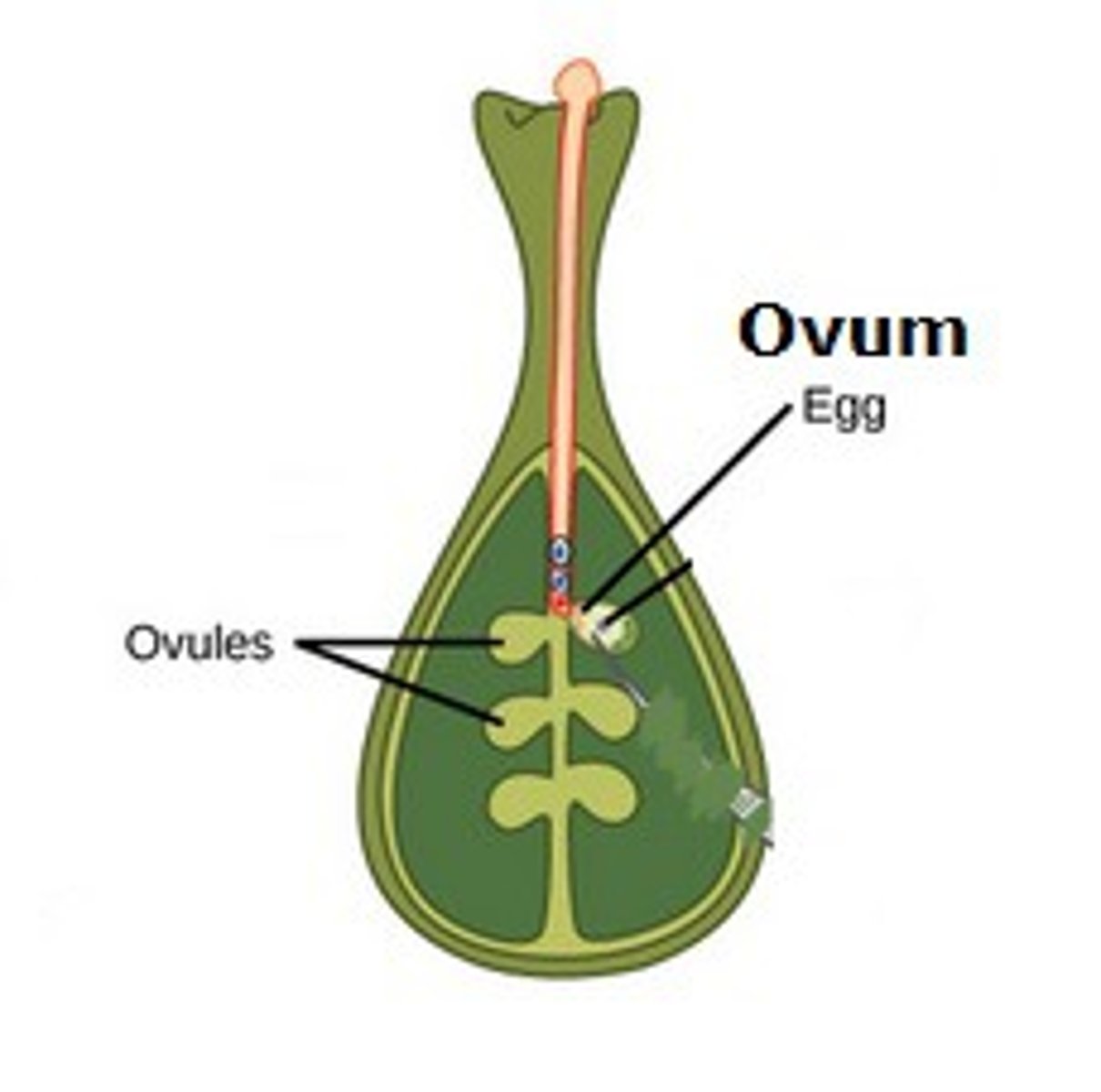 <p>female gametes</p>