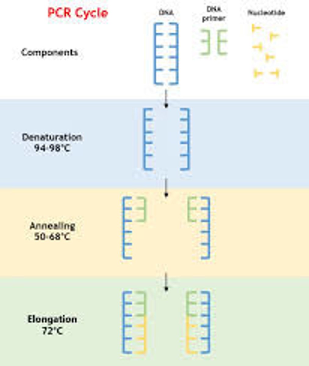 <p>increase temperature - add DNA polymerase and nucleotides to produce two complete strands</p>