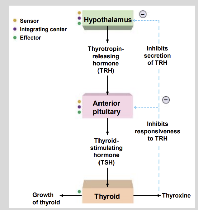 <ul><li><p>Negative Feedback</p></li></ul><p></p>
