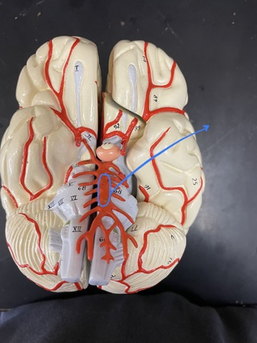 <p>blood vessel from the merged vertebral arteries that runs along the dorsal surface of the brain stem</p>