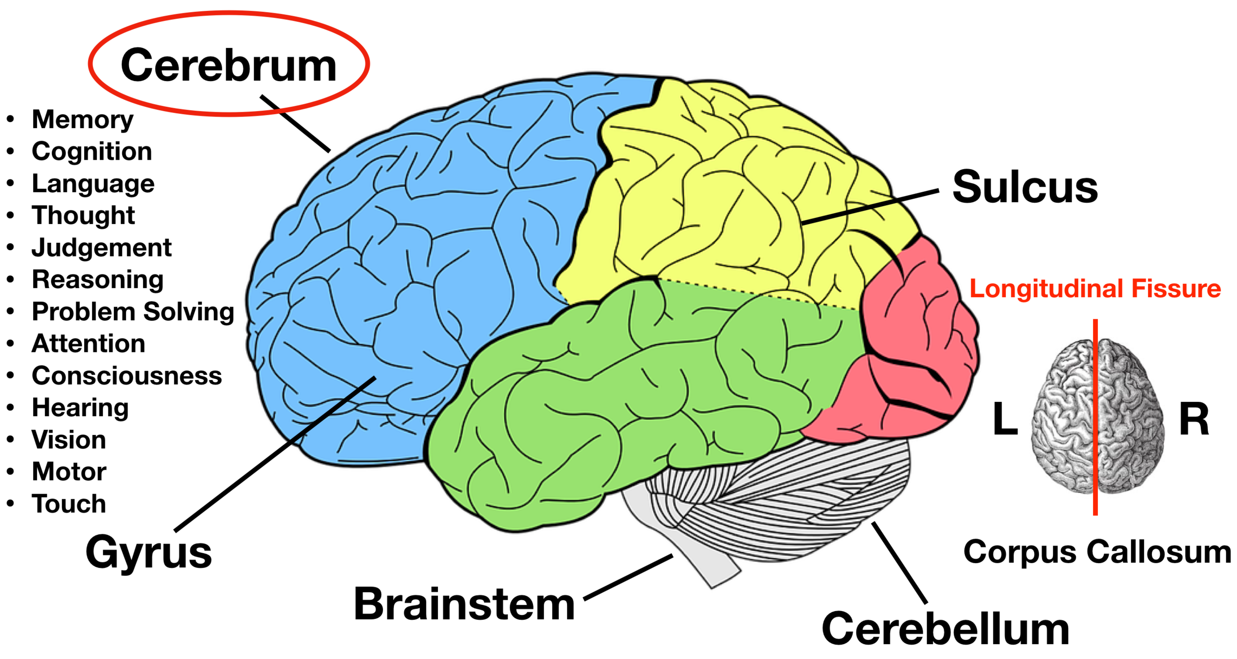 <p>cerebellum</p>