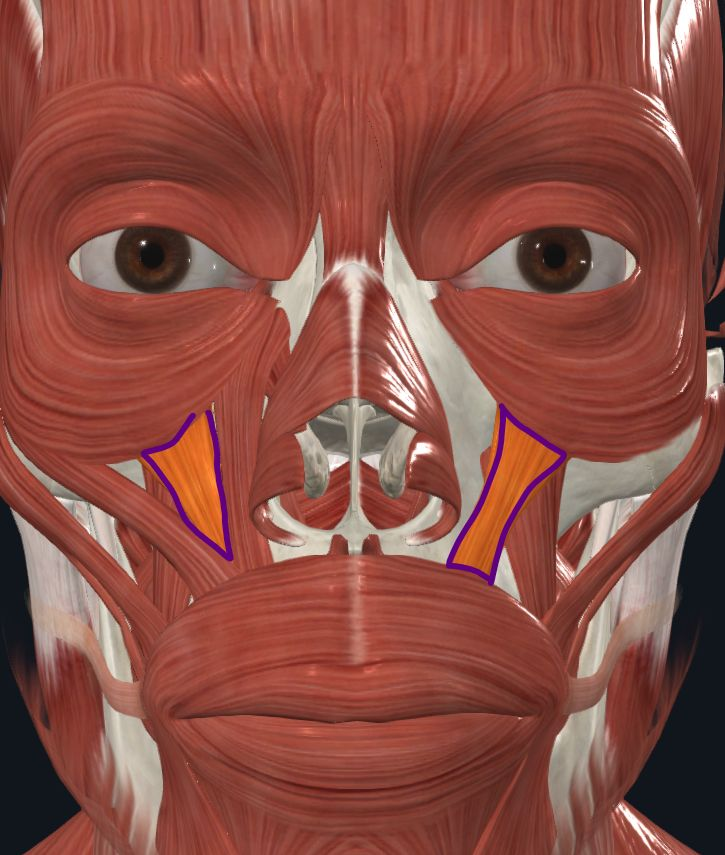 <p><strong>Nombre alterno: X</strong></p><p><strong><mark data-color="yellow" style="background-color: yellow; color: inherit">Origen: </mark></strong><mark data-color="yellow" style="background-color: yellow; color: inherit">Borde infraorbitario</mark></p><p><strong><mark data-color="blue" style="background-color: blue; color: inherit">Inserción:</mark></strong><mark data-color="blue" style="background-color: blue; color: inherit"> labio superior</mark></p><p><strong><mark data-color="red" style="background-color: red; color: inherit">Acción: </mark></strong><mark data-color="red" style="background-color: red; color: inherit">Elevación de labio superior, Actitud de amenaza</mark></p><p><strong><mark data-color="purple" style="background-color: purple; color: inherit">Inervación: </mark></strong><mark data-color="purple" style="background-color: purple; color: inherit">Nervio facial</mark><strong><br><mark data-color="green" style="background-color: green; color: inherit">Relaciones:</mark></strong></p><p><mark data-color="green" style="background-color: green; color: inherit"><u>Superficie</u><br>Cubierto por orbicular de párpados superiormente<br>Cubierto por piel inferiormente<br><u>Profundo</u><br>Cigomático menor, elevador del labio y ala de la nariz, cubre al M.Canino</mark></p><p><strong>Notas: </strong>Profundo a él el músculo canino<br>- Forma segundo plano</p>