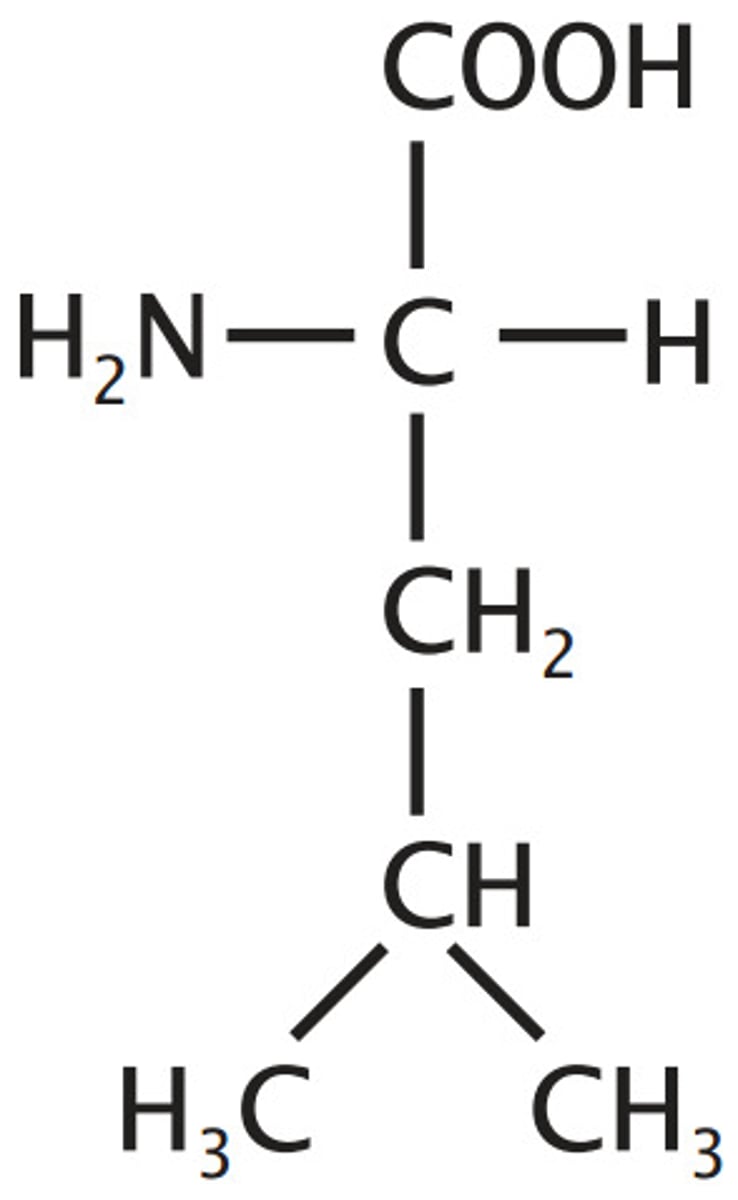 <p>Aliphatic, non-polar, and hydrophobic</p><p>R: isobutyl group</p>