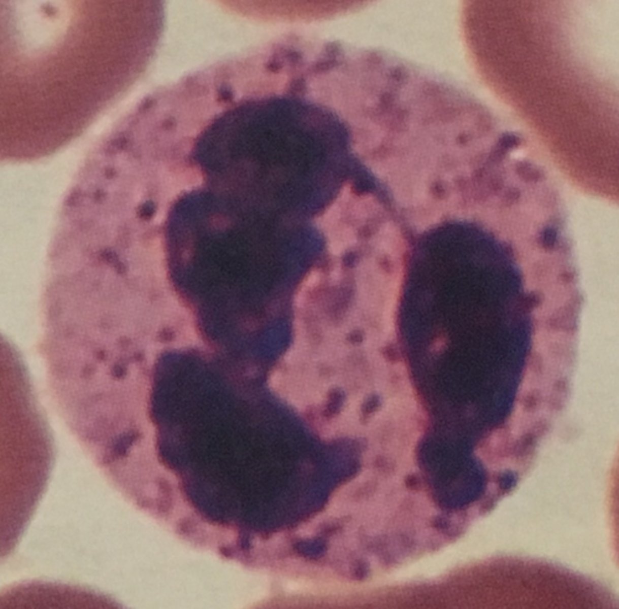 <p>Identify this leukocyte and it's functions</p>
