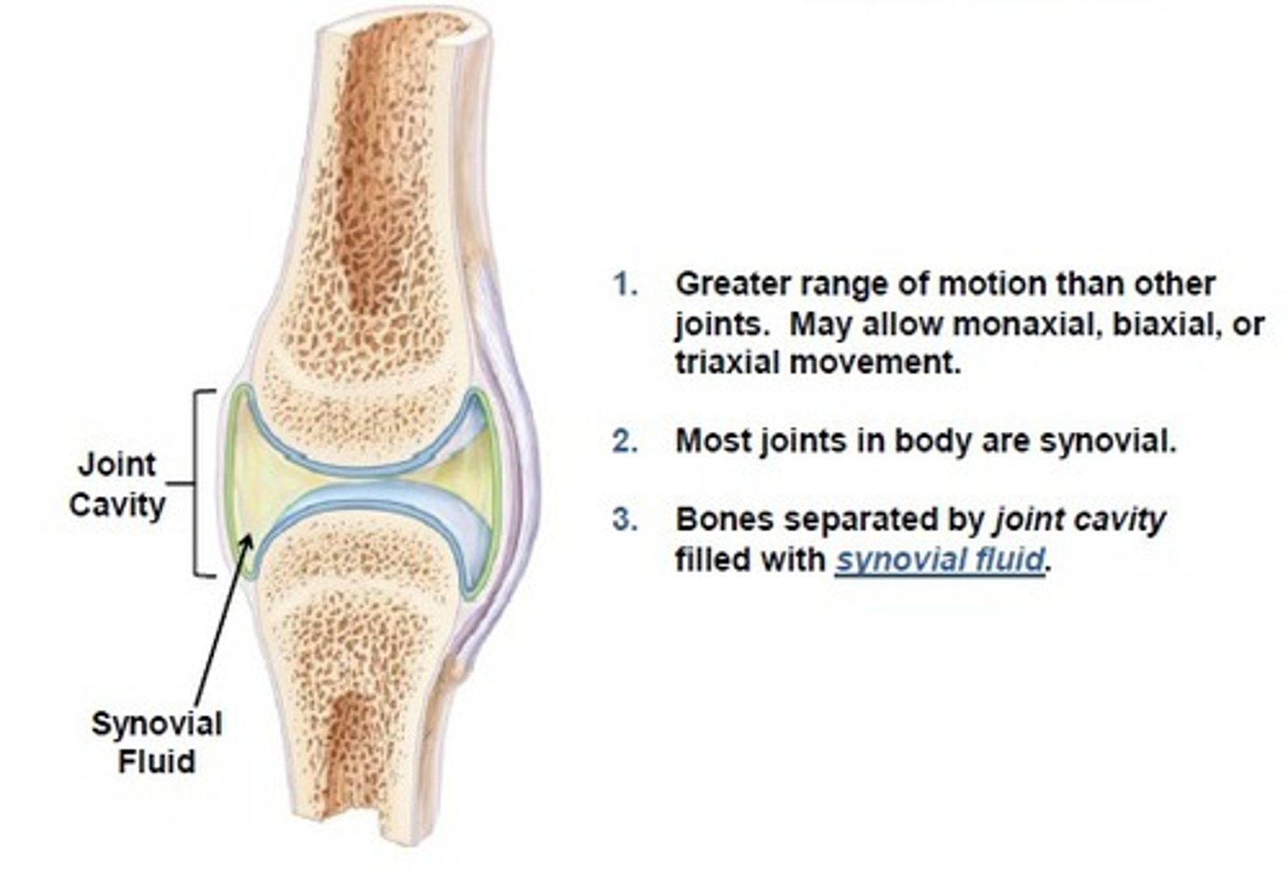 <p>freely movable joints; about 90% of the joints in the body; all synovial joints.</p>