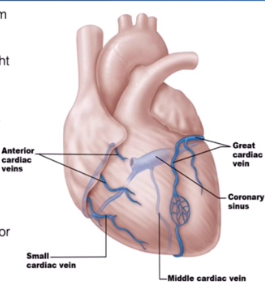 <p>collect blood from capillary beds</p>