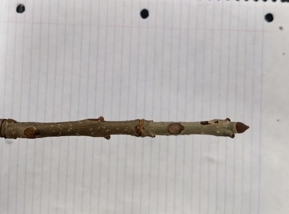 <p>dark brown to nearly black buds; uppermost pair lateral buds just below terminal, round leaf scar</p>
