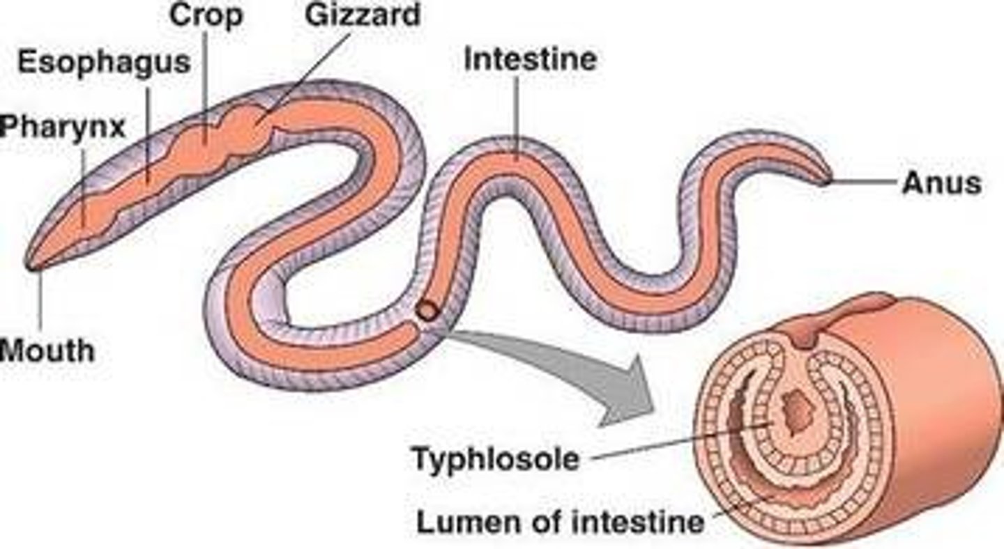 <p>- deposit feeder</p><p>- muscular activity to move particles from esophagus to crop (cavity for storage and mucus)</p><p>- mixture enters the gizzard (grains of sand) -&gt; ground into particles</p><p>- mixture enters long intestine to be (1) hydrolyzed, (2) moves along via muscle contractions, and (3) absorbed via lining</p><p>- undigested expelled via anus</p>