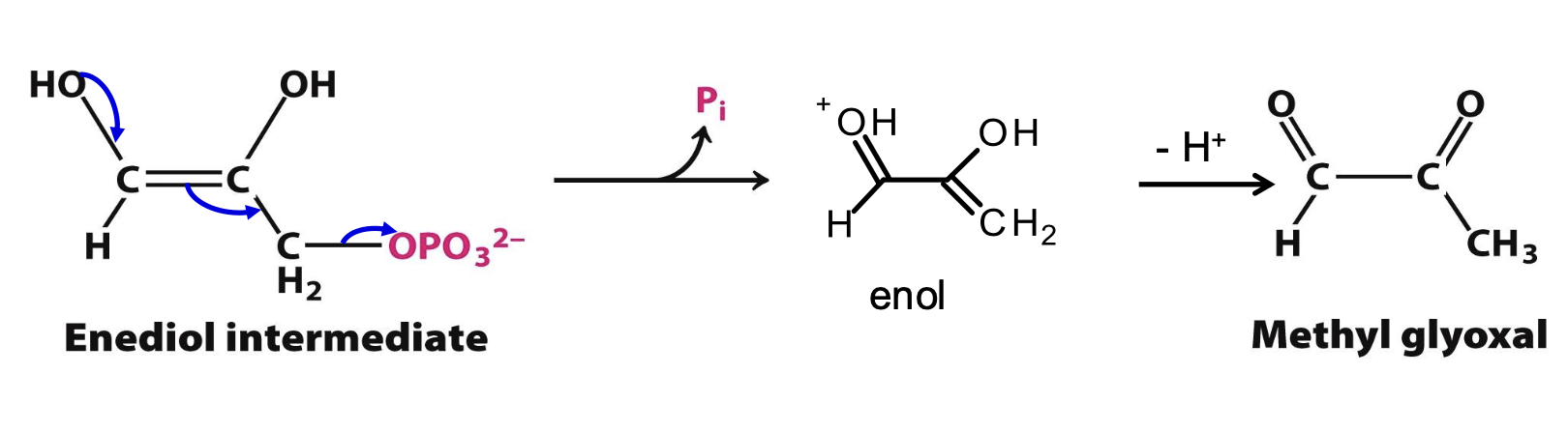 <p>If the enediol intermediate leaves, it would decompose into <strong>Methyl glyoxal</strong>:</p><p>→ v quick rx (100x isomerization speed)</p><p>→ extremely reactive, would modify biosynthesis (e.g. DNA, proteins, …)</p><p>Prevented by the closing of TPI loop!</p>