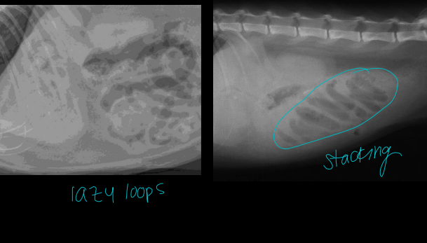 <p>GI Obstruction vs Enteritis on Radiographs </p>