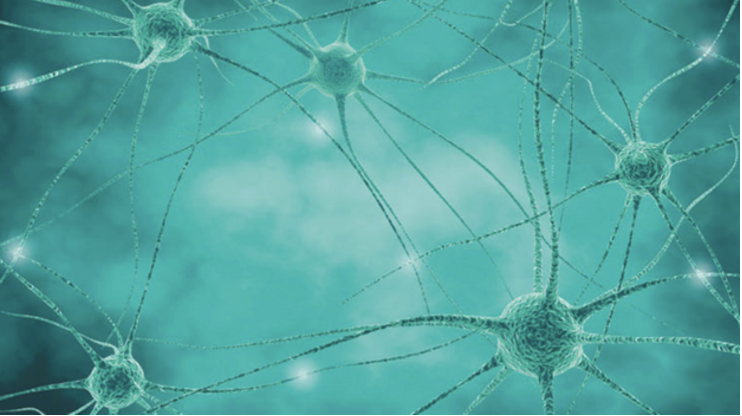 <p>Nervous tissue is made up of specialised nerve cells called neurons. Neurons have long projections from the body of the cell. When part of a neuron is stimulated, messages can be carried along these projections from one part of the body to another. Nervous tissues are found in the brain, spinal cord and the nerves.</p>