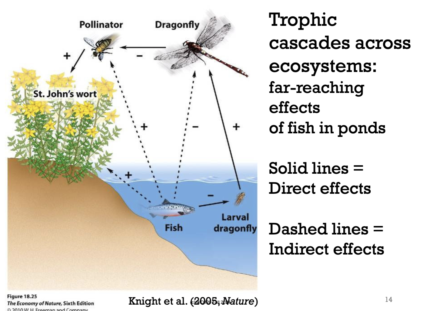<p>solid line = direct affect</p><p>dashed lines = indirect affect</p>