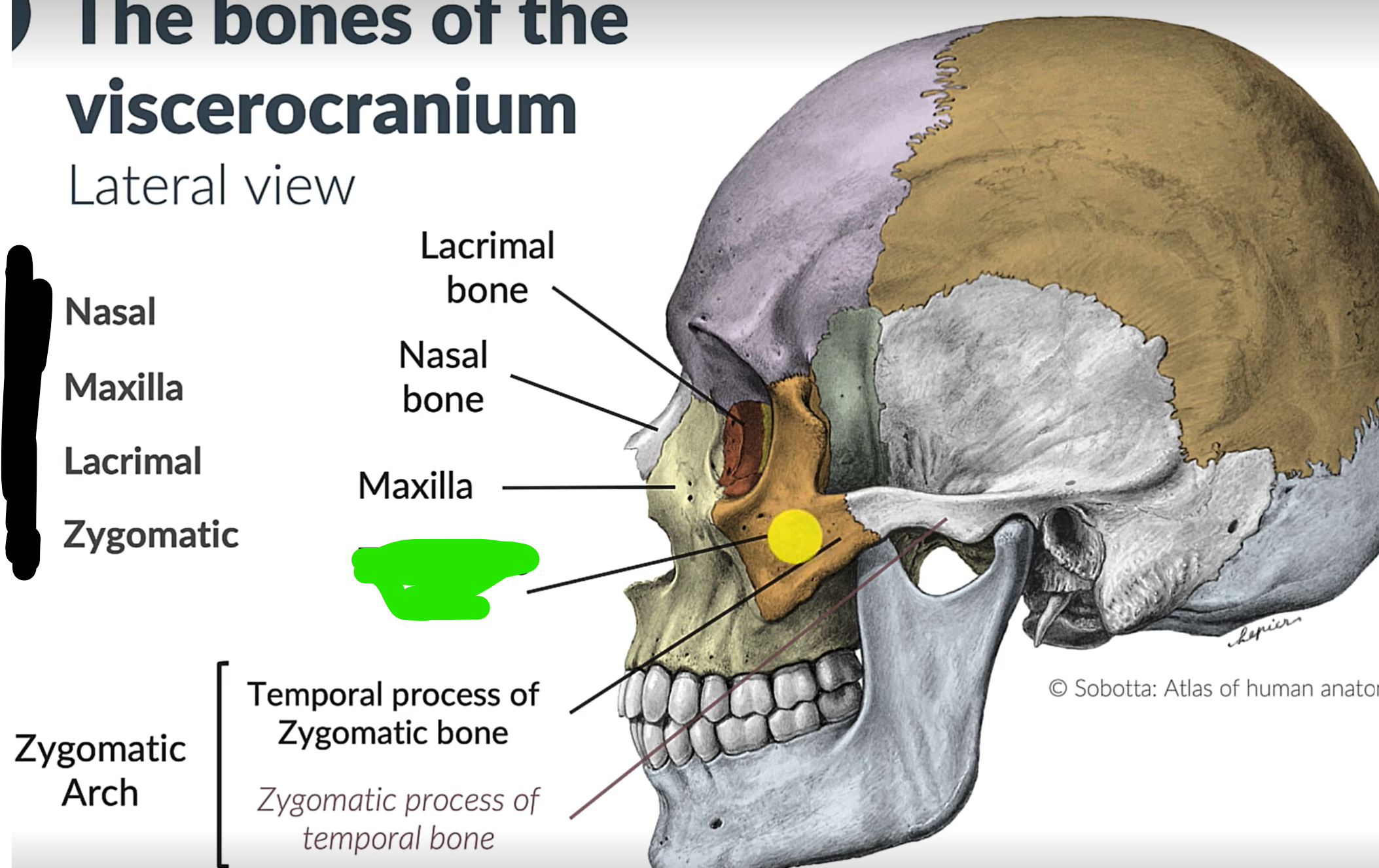term image