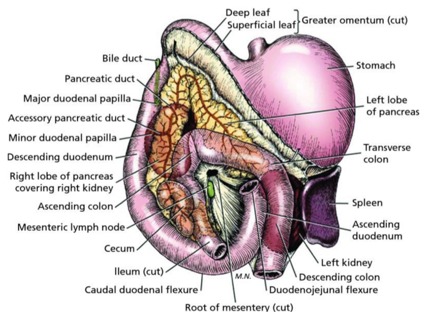 <p>The stomach lies cranial/anterior in the abdomen to the root of mesentery. \n</p><p>The duodenum descends down the right side of the abdomen and the radix mesenterii (RM), transversing to the left and cranial to the RM, and ascending in the anterior direction. The ascending duodenum has direct contact to and lies to the left of the root of mesentery. \n</p><p>The remaining intestines lie ventral of the root of mesentery, with the exception of the ileum which lies directly in the right side of abdomen and to the rightof the RM. \n</p><p>The ascending colon and transverse colon entwine dorsal in the abdominal cavity (AC) and around the root of mesentery (placed on the right and cranially, respectively). \n</p><p>The descending colon is located dorsal to mid of the left AC and to the left of the root of mesentery. \n</p><p>The rectum is located caudal/posterior to the root of mesentery.</p>