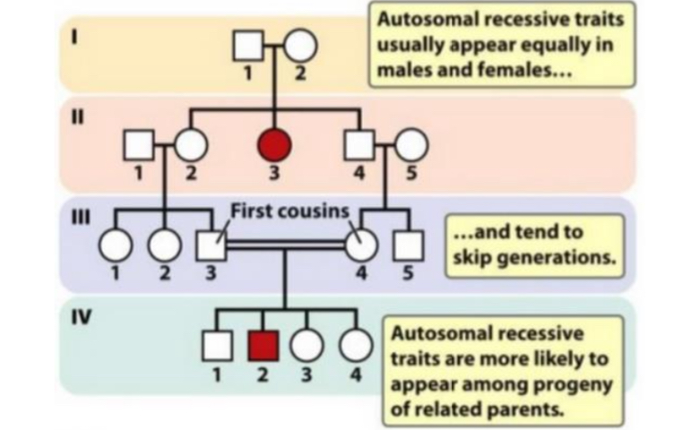 <ul><li><p>trait is determined by a recessive allele</p></li><li><p>an affected individual may have unaffected parents</p></li><li><p>the recessive trait skipped a generation</p></li><li><p>trait is autosomal (i.e. not sex-linked) because</p></li><li><p>unaffected heterozygote parents each passed a copy of the recessive allele to the affected daughter</p></li><li><p>if the recessive allele is sex-linked, the daughter would <strong>not </strong>be affected as she would inherit the dominant allele on the X chromosome (normal) from the unaffected father</p></li></ul>