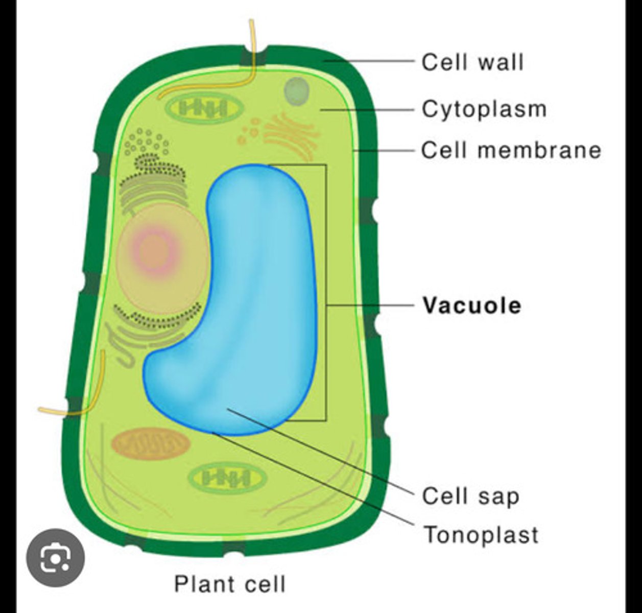 <p>-sac like structure<br>-stores water,ions,waste and proteins<br>-found in both plant and animal cells but is larger in plants</p>