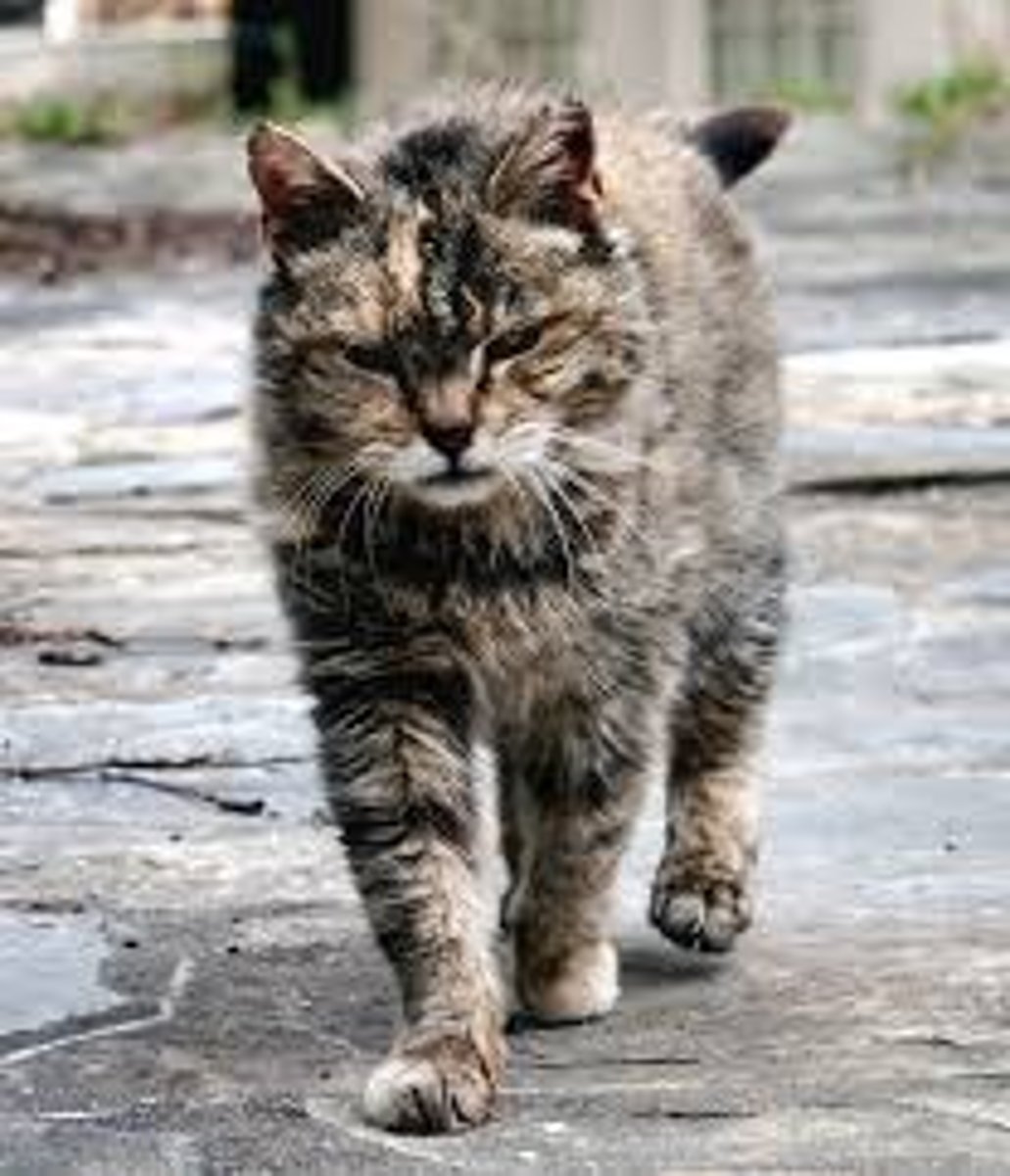 <p>Feral cats are a threat to biodiversity in Australia.</p><p>Dingoes help control feral cat populations, reduces impact on native species.</p>