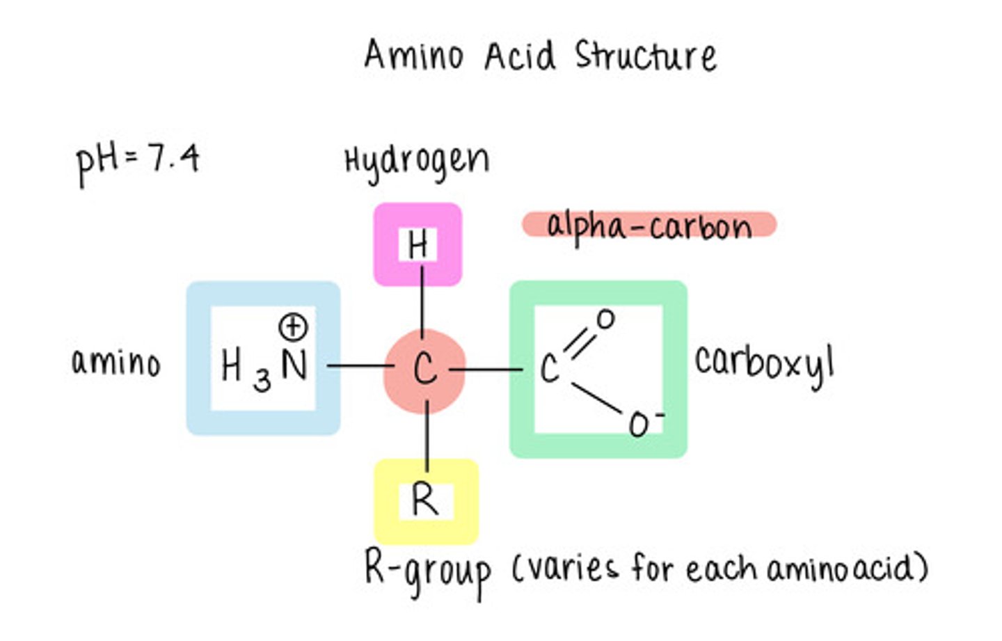 <p>hydrogen atom (H), amino group (NH2), carboxyl group (COOH), and an "R group"</p>